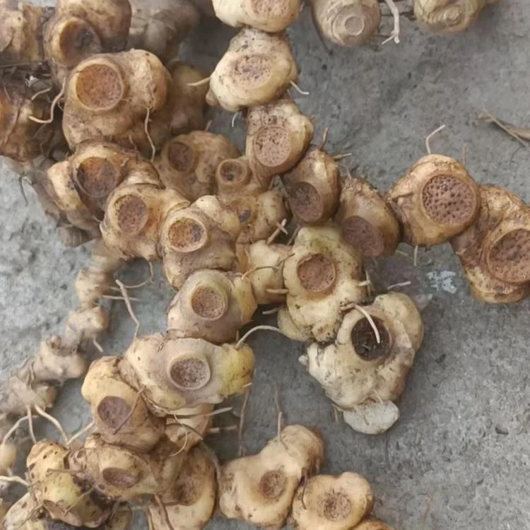 【贵州野生姜型山姜多花黄精】  初级农产品【拍完五斤以上多发一斤】