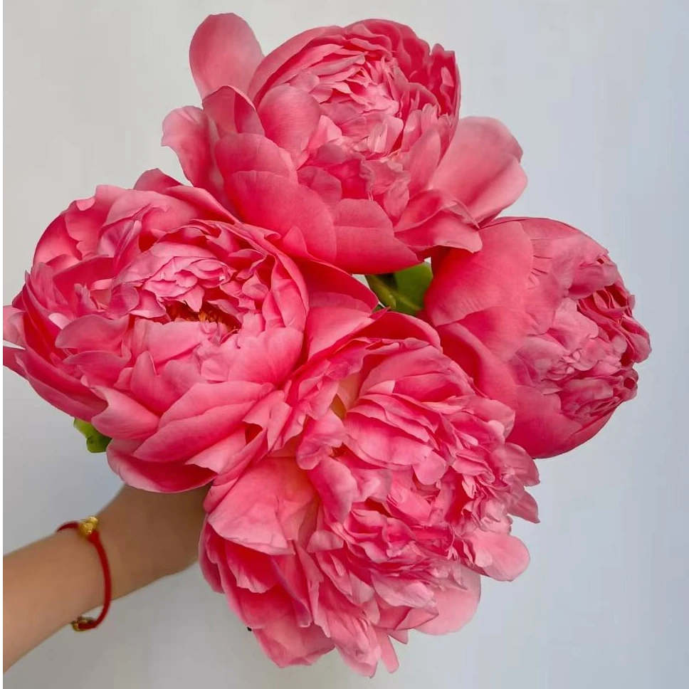 【夏威夷珊瑚】芍药裸根 庭院花卉