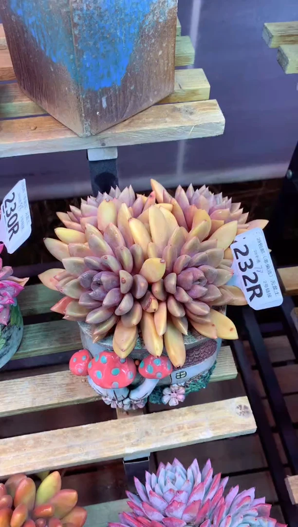 232R（一物一拍，精品多肉，所见即所得 ）