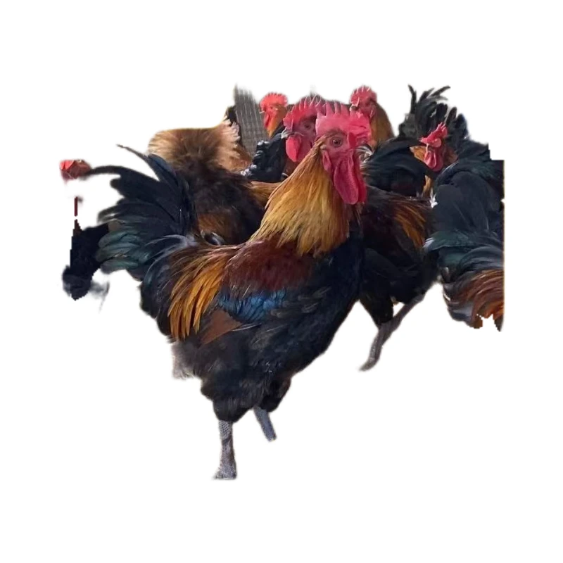 【助农专属】农家散养肉质鲜美大公鸡新鲜现杀带脚蹬