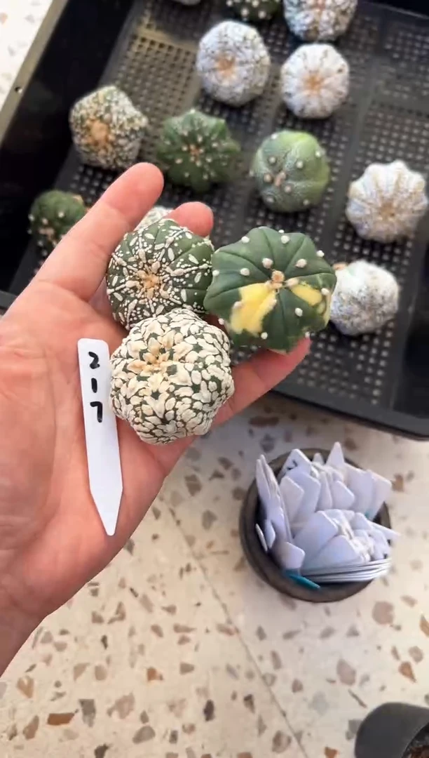 5**9不含盆土实生三颗编码217