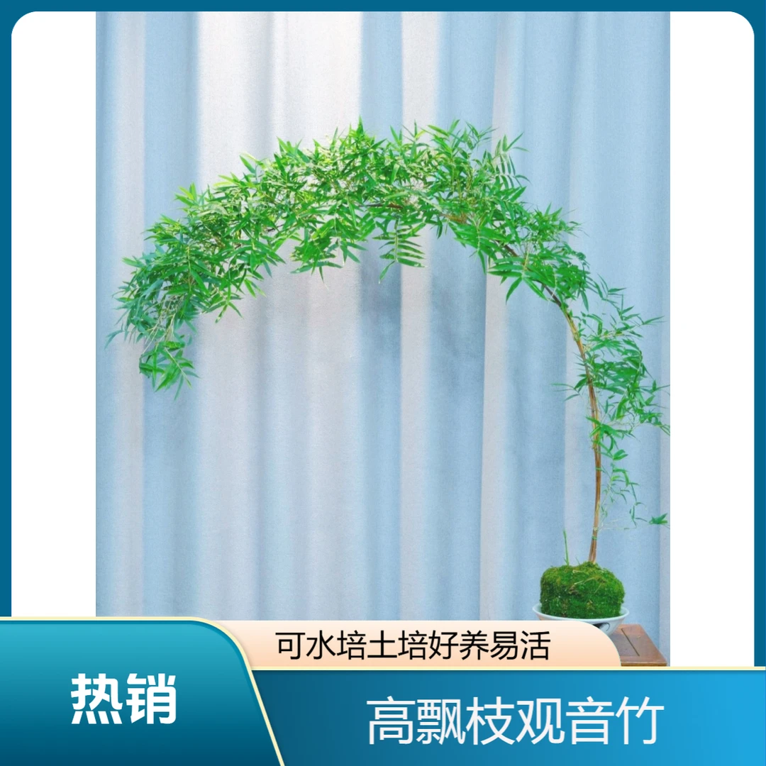 【一物一拍】高飘枝红观音竹绿观音竹中式禅意绿植客厅茶室落地造景