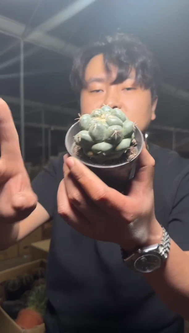 象牙 巨象【带根】