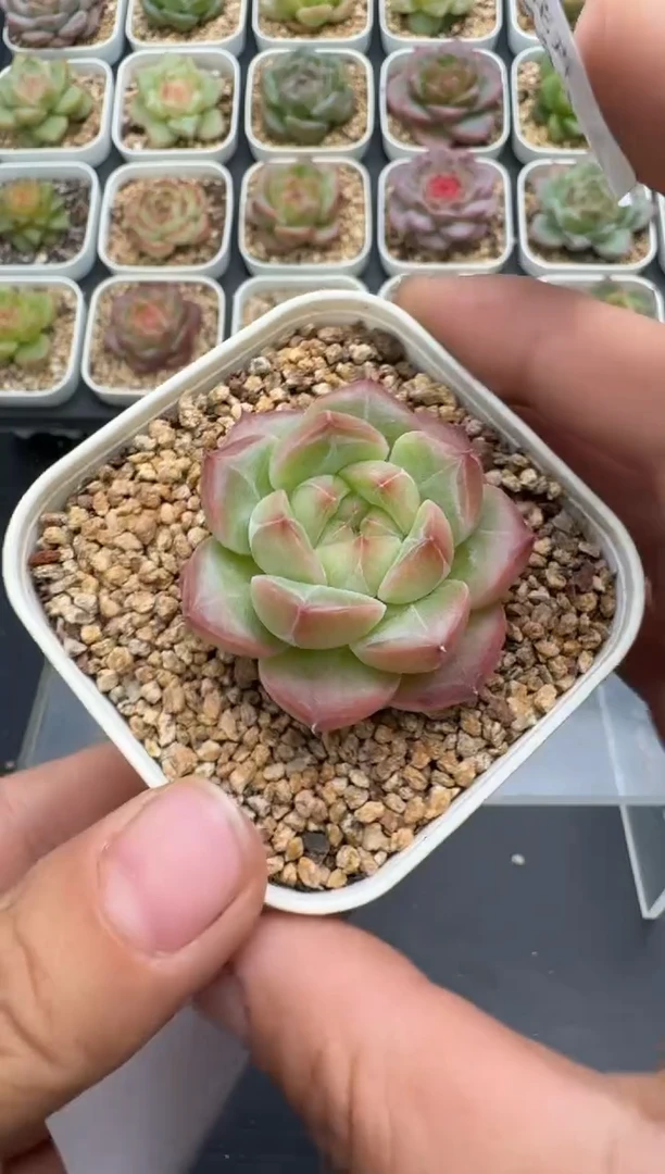 433E云禹多肉植物 带盆土纸巾打包 3颗包邮