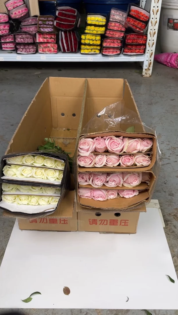 骄傲20枝+粉红雪山20枝