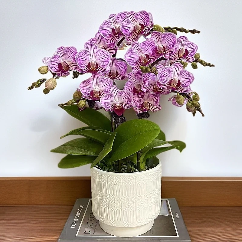 花悦里【奥利奥】双花剑 带花带侧枝 室内花花  广州花卉源头基地