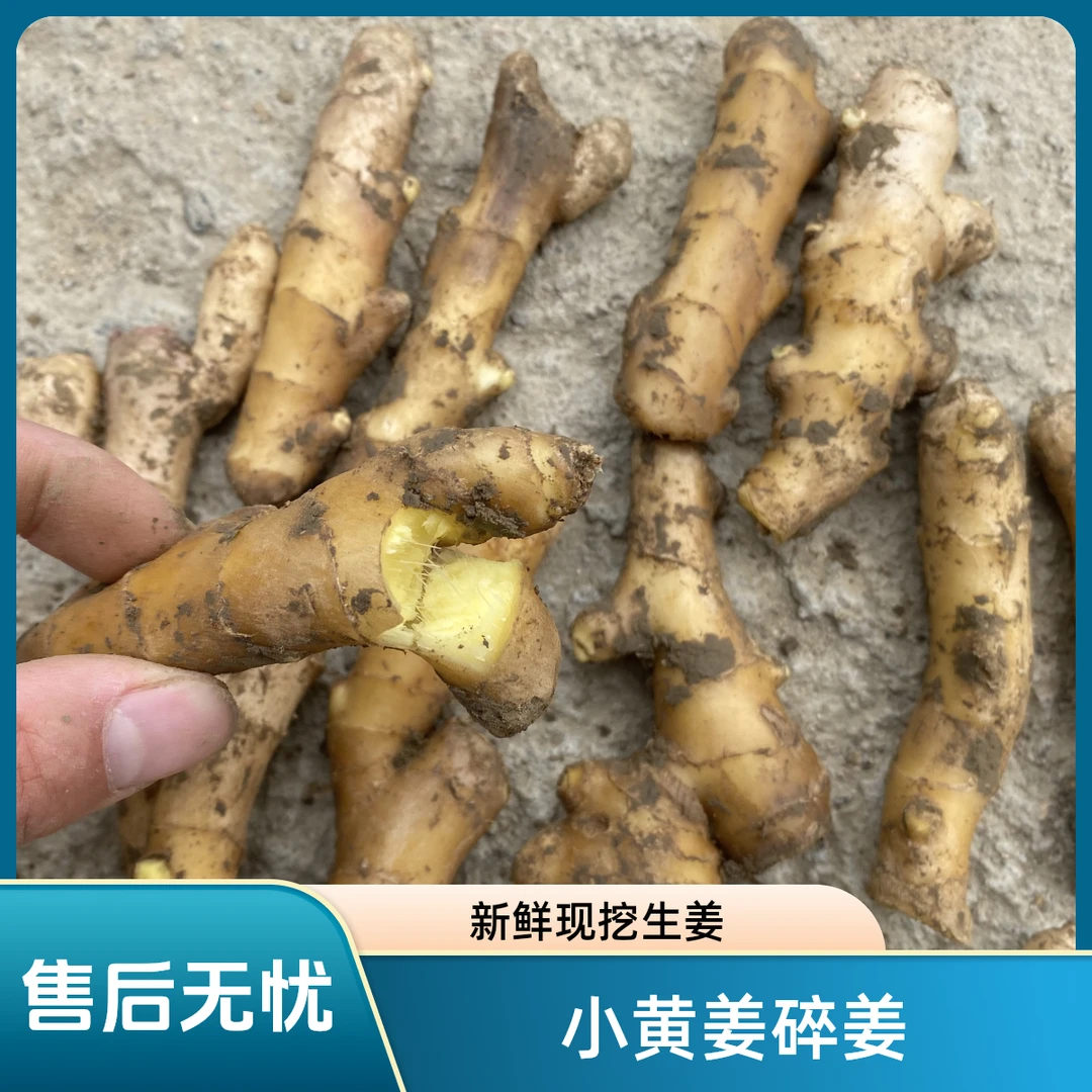 小黄姜分杈果老姜辛辣味浓郁产地直发
