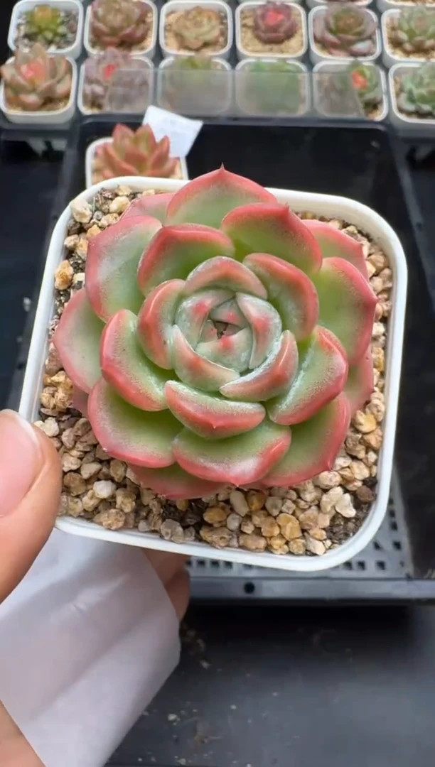 561H云禹多肉植物 带盆土纸巾打包 当天拍3颗包邮