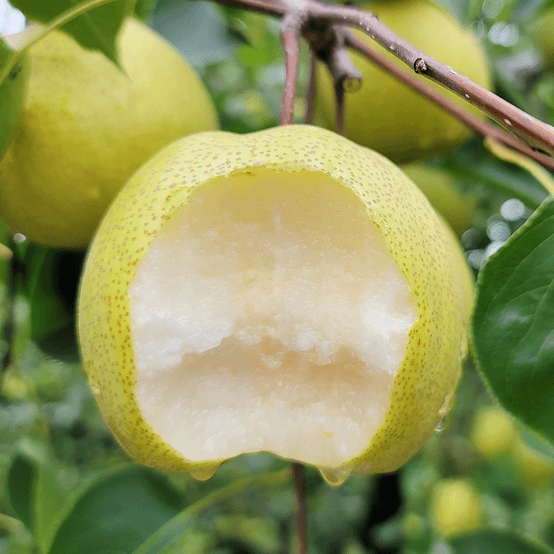 安徽砀山酥梨2025年新果 4.5斤9斤中大果清甜多汁整箱顺丰包邮