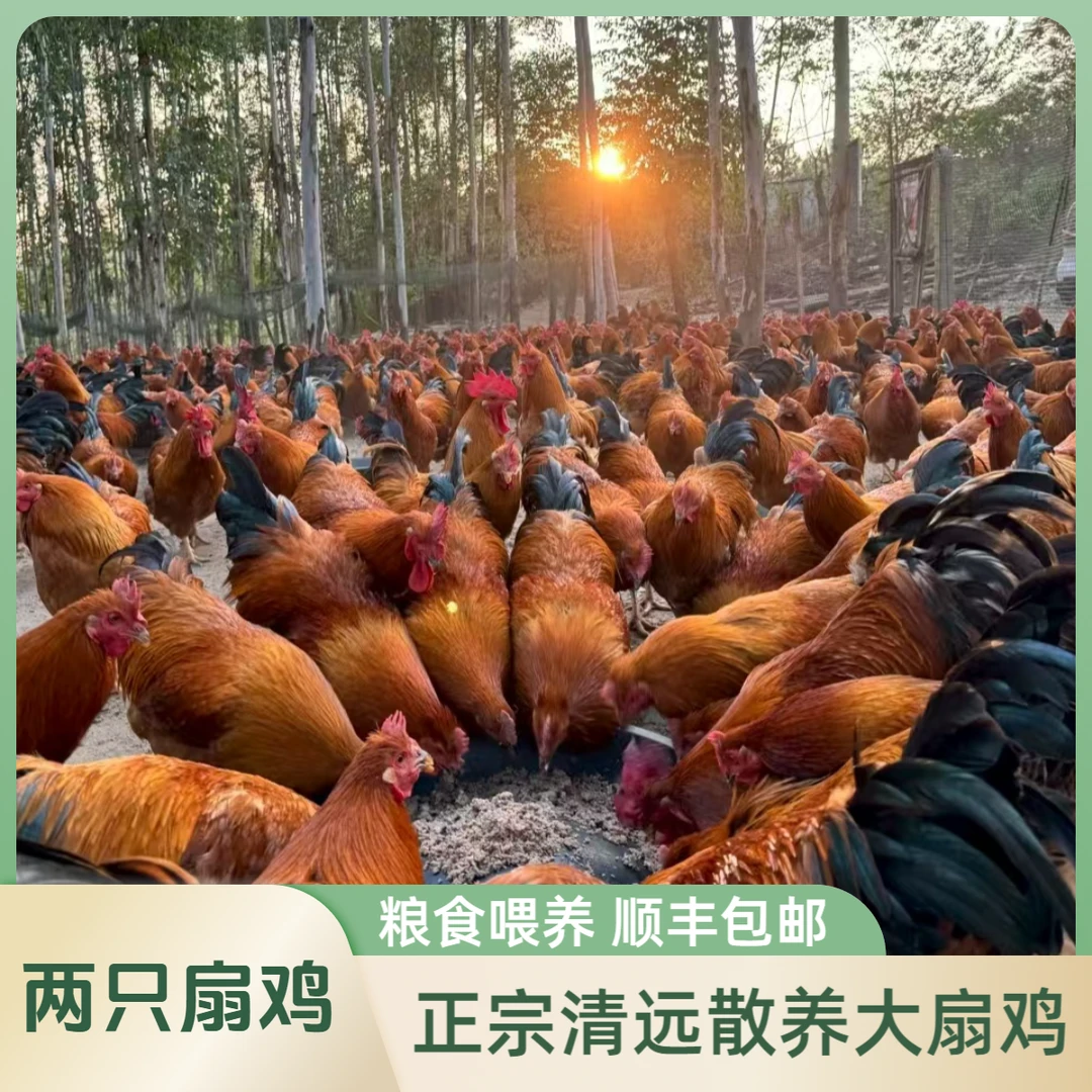 【两只大扇鸡】散养150天以上正宗清远大扇鸡 每天现杀现发包邮到家