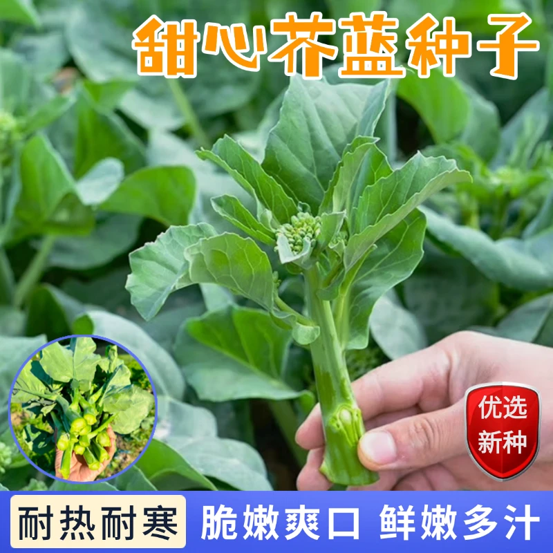 【全店满5包包邮】甜心芥蓝种子高产早熟颗粒饱满高发芽率脆嫩爽口