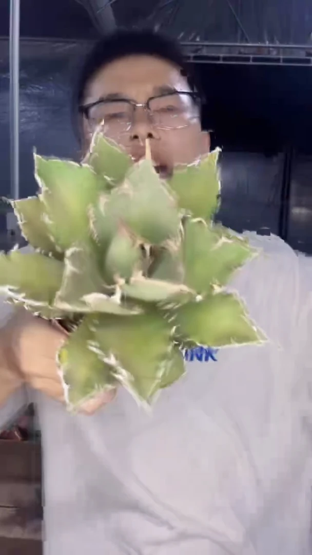 白鲸 龙舌兰【带根】