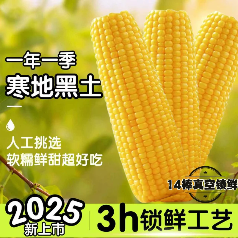【9-10斤重！14大棒】东北黄糯玉米单棒300-400g真空锁鲜' 试吃2根