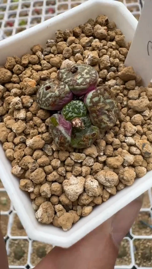 【闪购商品】15-68