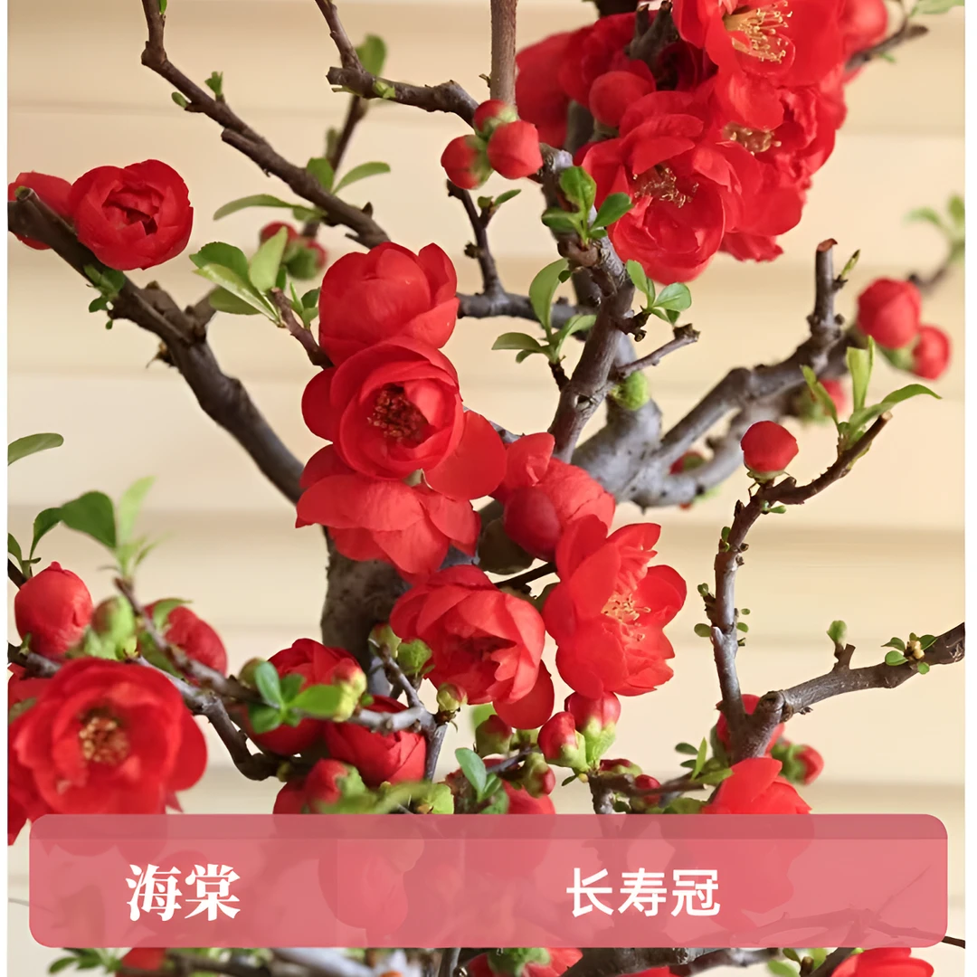 一物一拍【小玫瑰海棠】海棠花盆栽盆景树桩 海棠树苗