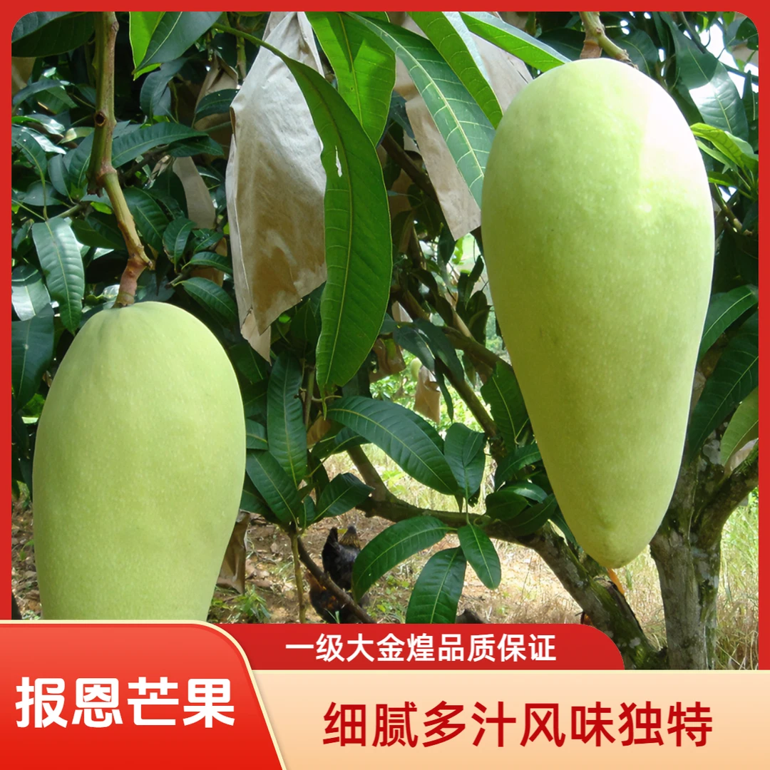 BaiseMango/百色芒果精选特级大金煌Q弹肉嫩色泽艳丽细腻多汁