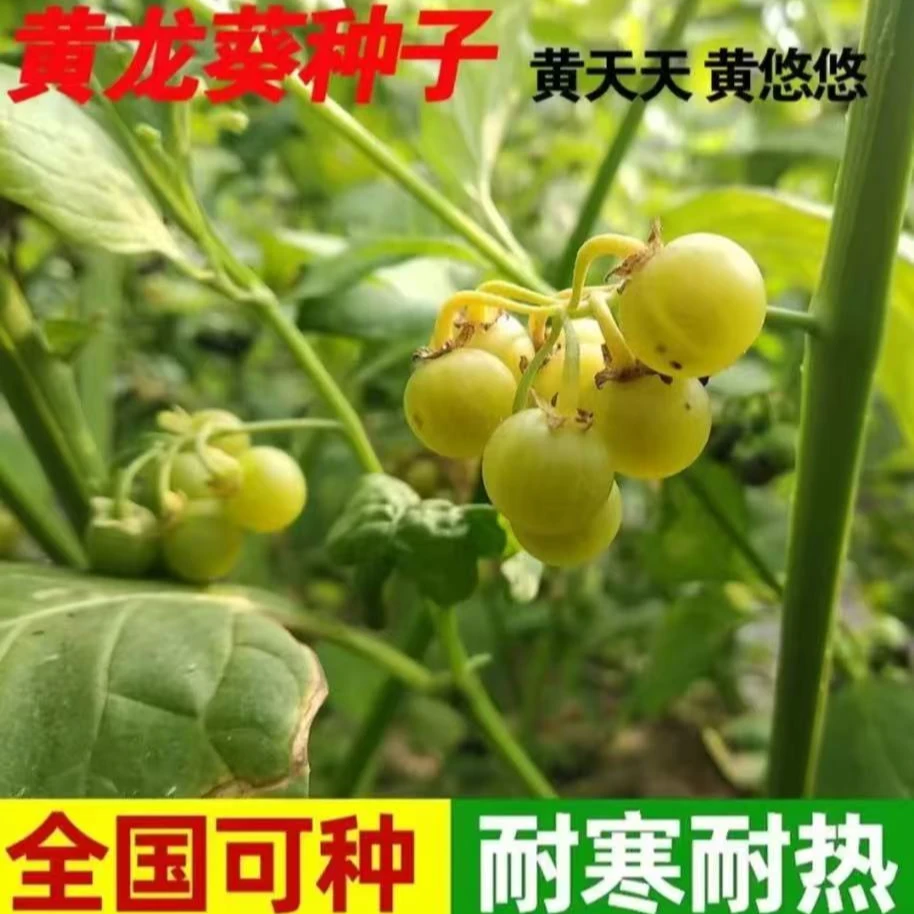 龙葵种子野生黄天天甜星星黄色龙葵子东北黄悠悠四季庭院阳台盆栽