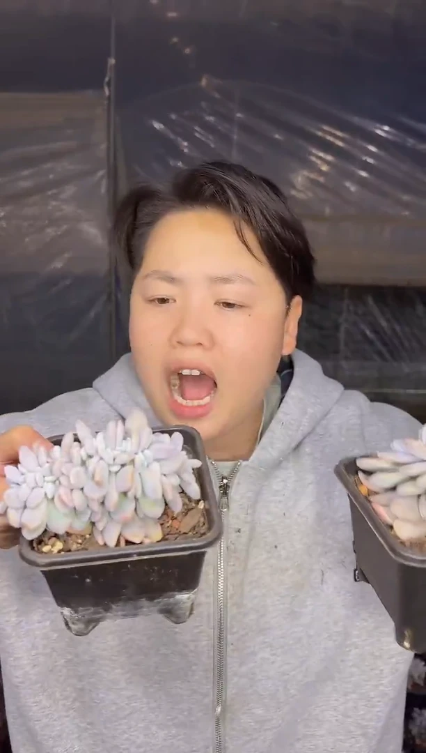 方盆120粉兔缀带盆土9.99