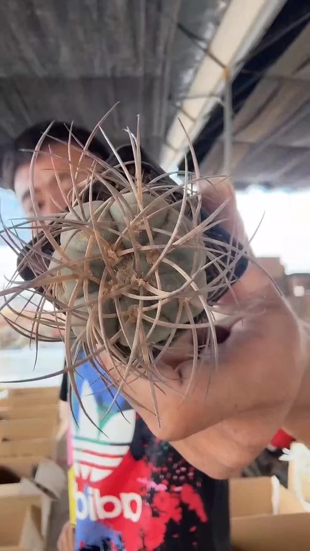 实生光琳玉25.99