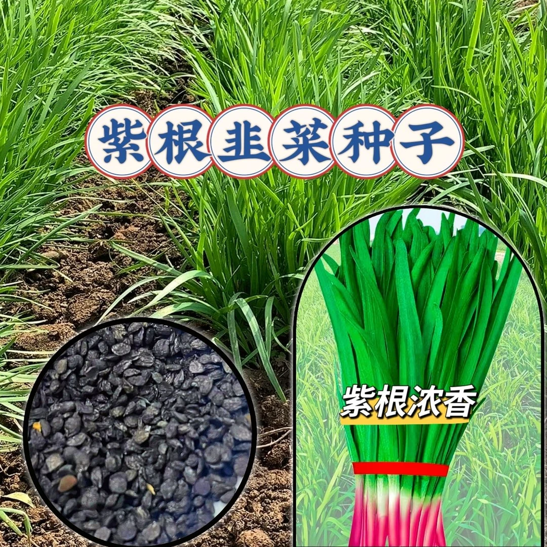 正宗红根韭菜种子独根红根韭菜籽紫根宽叶韭菜种子蔬菜种子菜种子