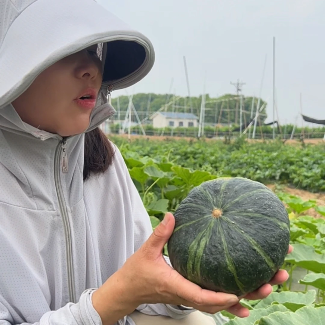 正宗贝贝南瓜粉糯香甜板栗味现摘现发