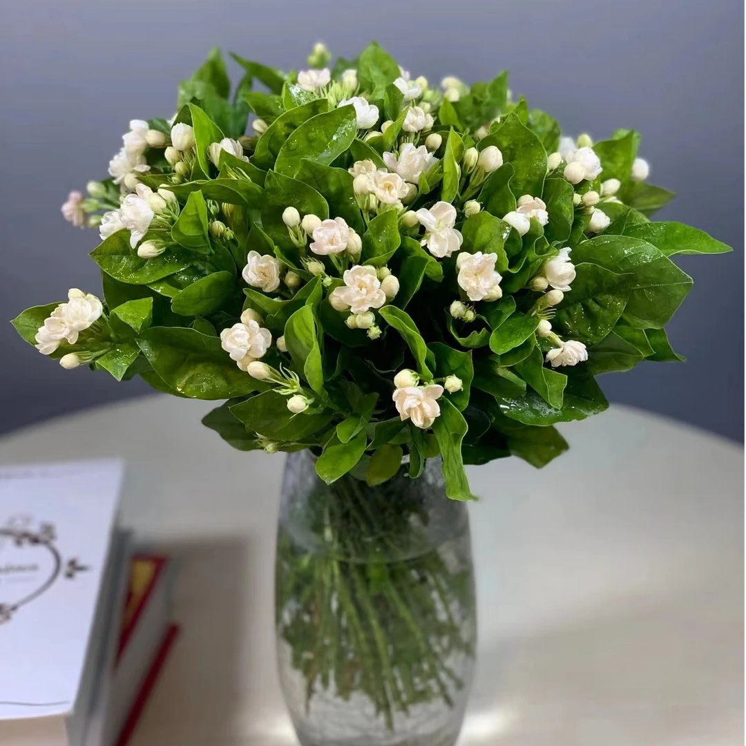 【520专属】淡淡的清香花站精选鲜切花茉莉花1把