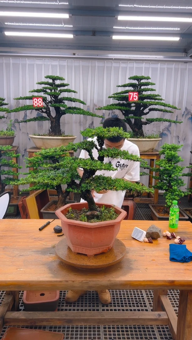 无花朵?****?精品盆景直播间一物一拍
