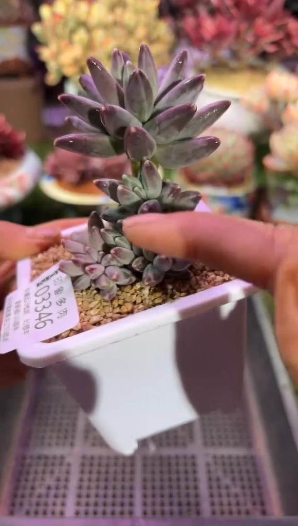 【闪购商品】03346