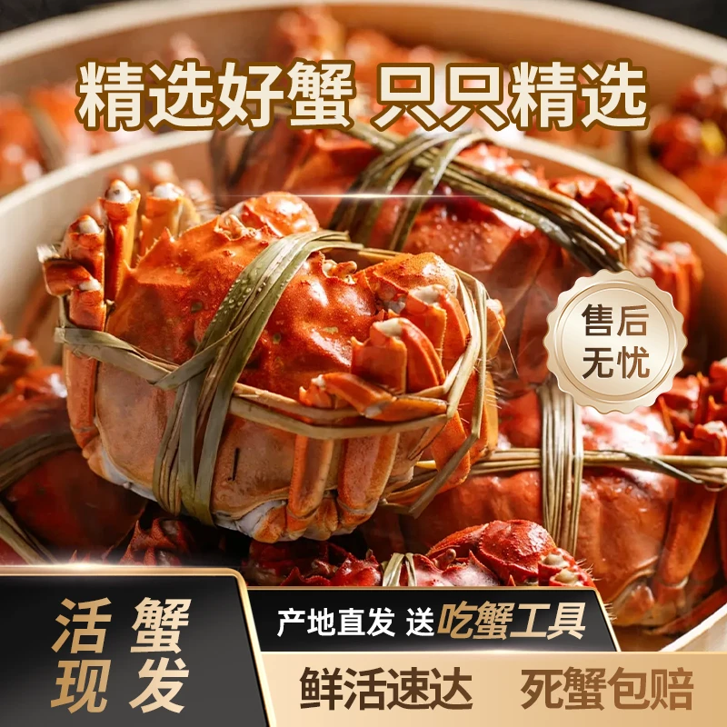 【活蟹】苏州精品大闸蟹公6.0~5.7两  8只/10只 顺丰包邮