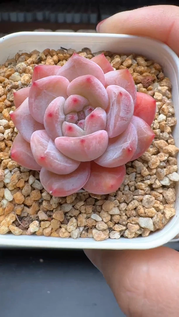 【闪购商品】194B物拍多肉带盆土6.5杯拍3颗包柚