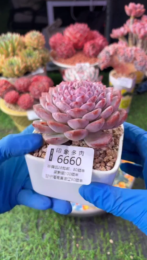 昆明印象多肉6660