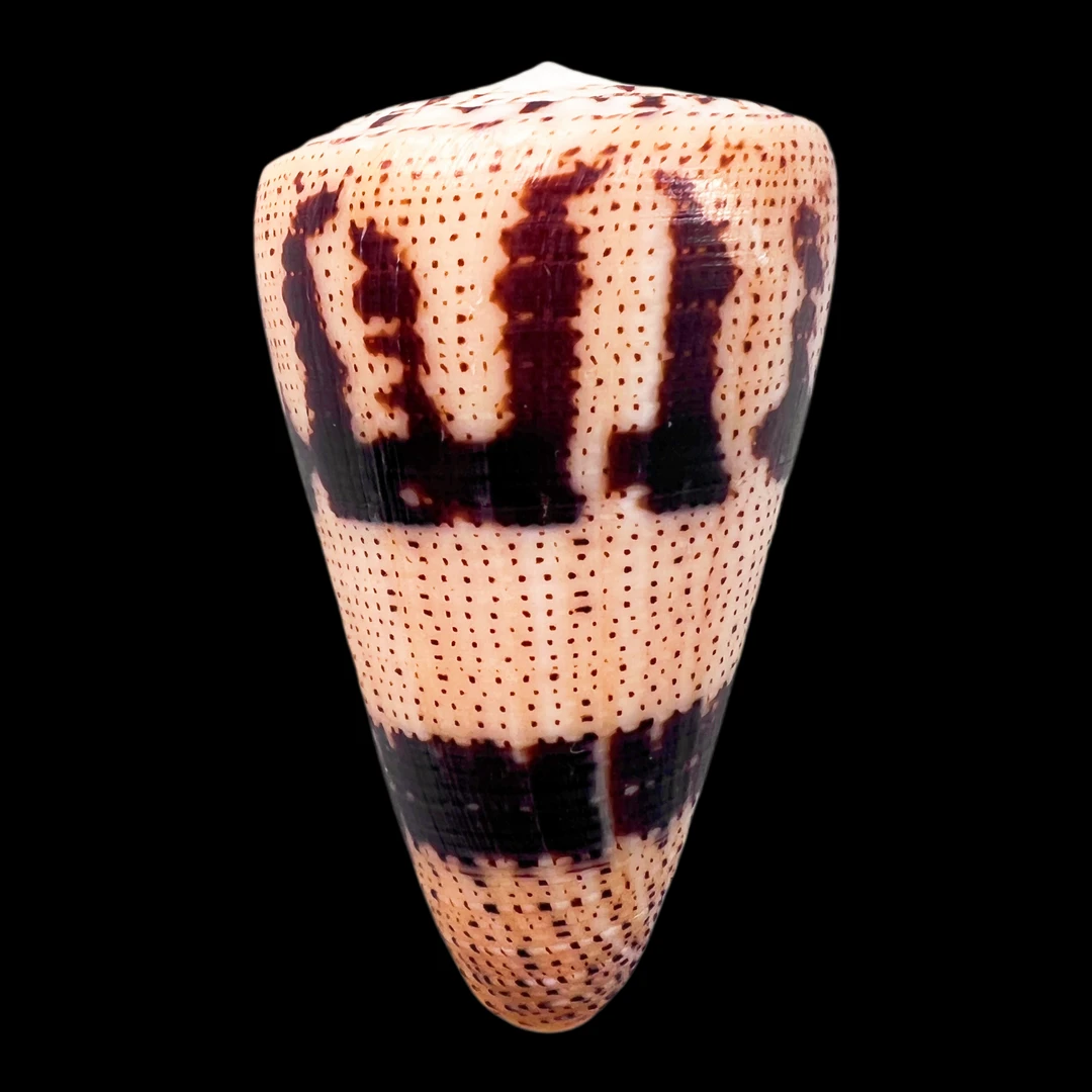 【卜褂芋螺】34.7mm  产地：莫桑比克 贝壳A2