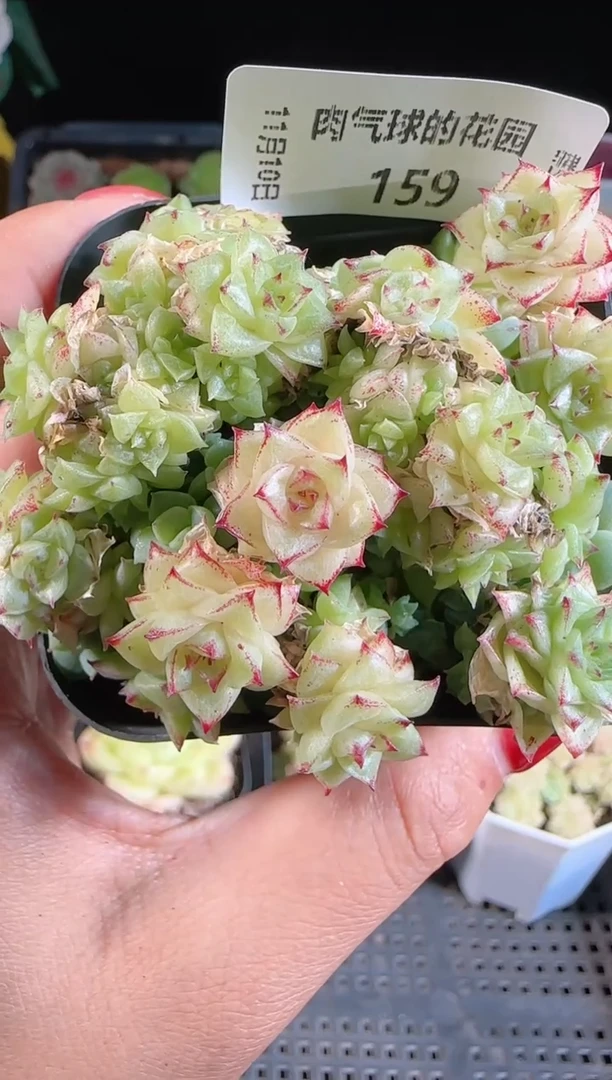 1110-159群生不包整