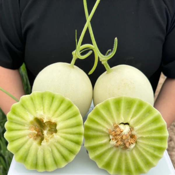 正宗山东聊城冰淇淋玉菇甜瓜新鲜当季应季玉姑甜瓜香瓜白皮绿肉
