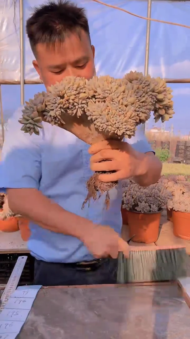 【闪购商品】缀化193