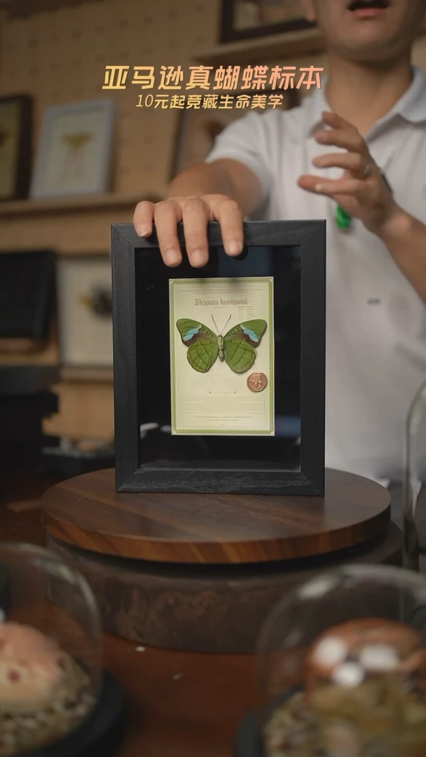 蓝带鸭蛱蝶反面设计款