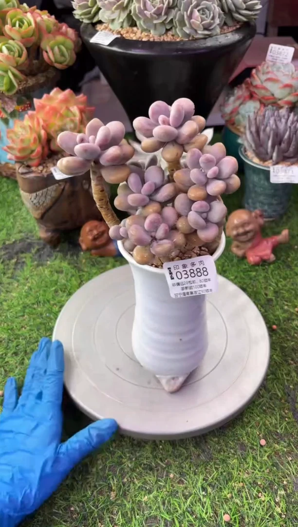 昆明印象多肉03888