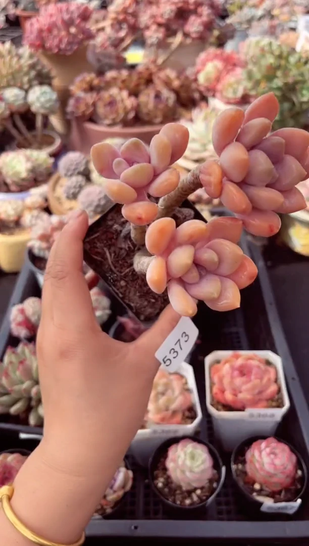 【闪购商品】5373美人手指多肉