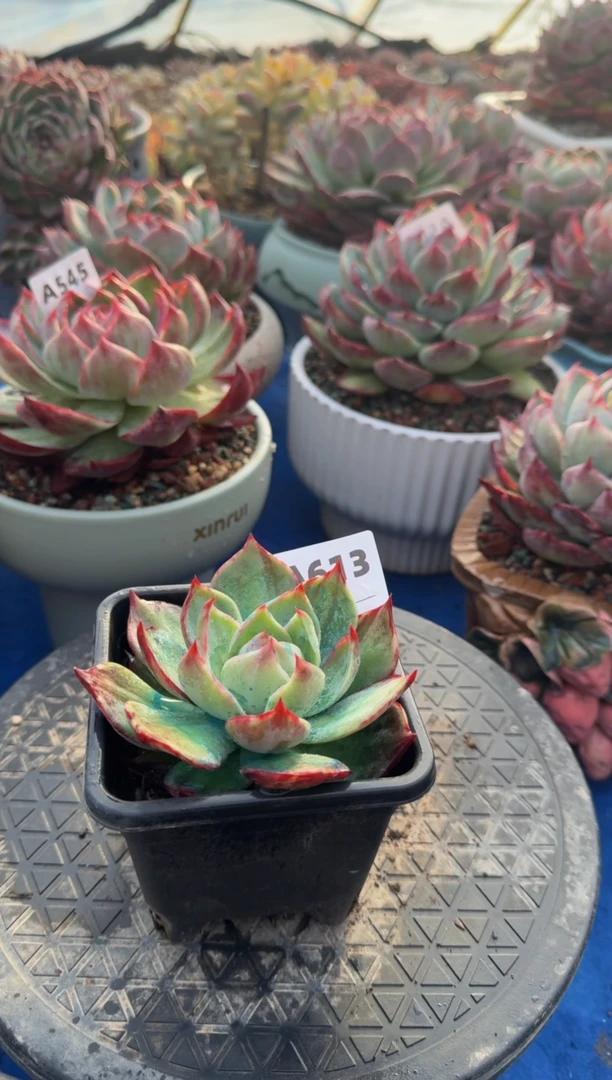 【闪购商品】A613惊鸿仙子（裸根发货）