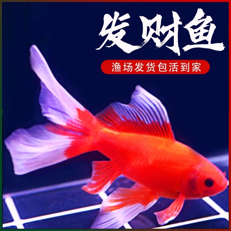 冷水淡水好养耐活的招财红鱼观赏鱼金鱼锦鲤