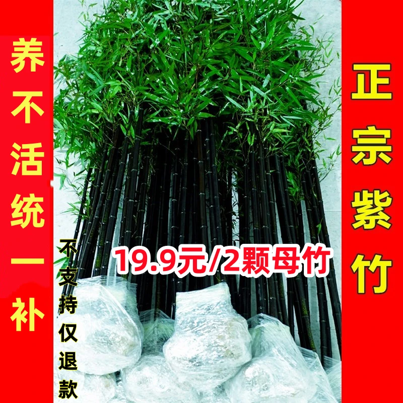 【竹子绿植】正宗紫竹苗庭院竹苗盆栽颗罗汉竹青竹毛竹金镶玉竹花卉