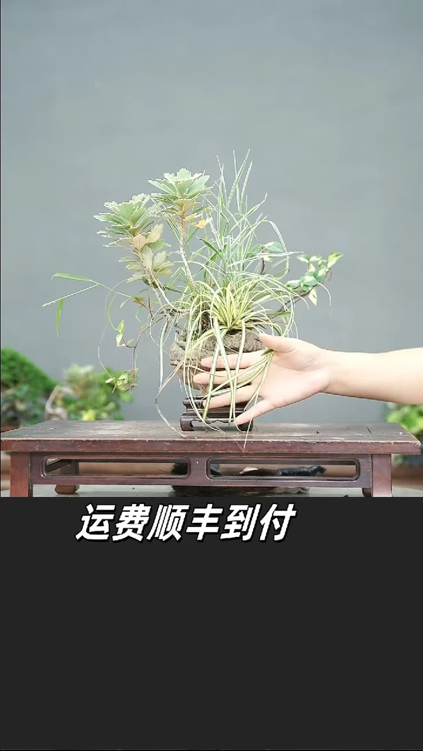 老***文46