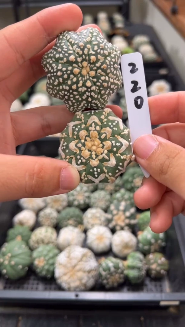 不含盆土实生根星兜仙人球两颗编码220