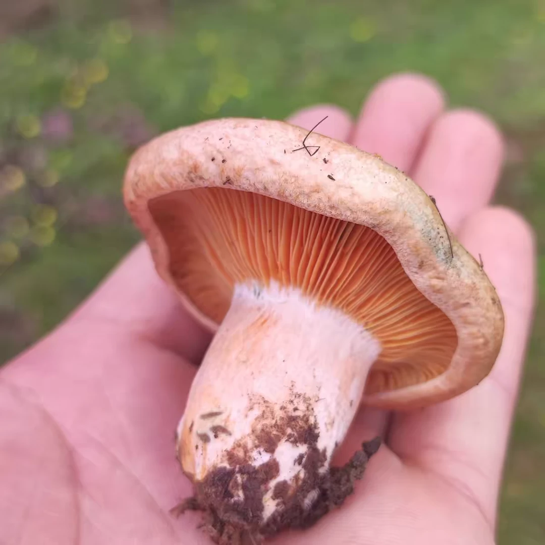 黄枞菌  乌枞菌谷熟菌  顺丰特快专递