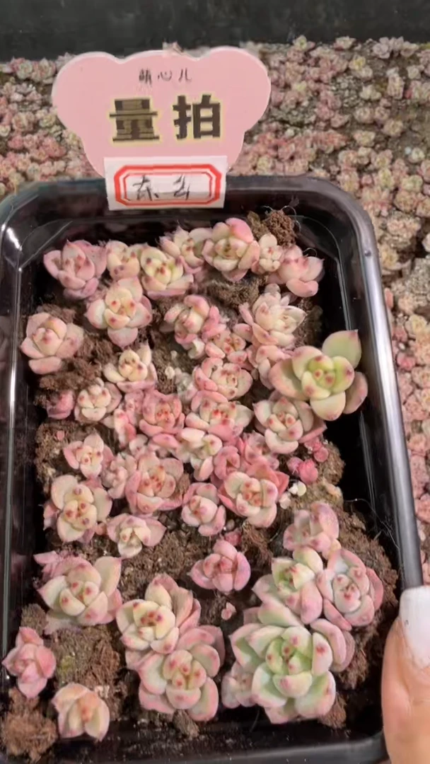 东云 切糕1盒 量拍混发