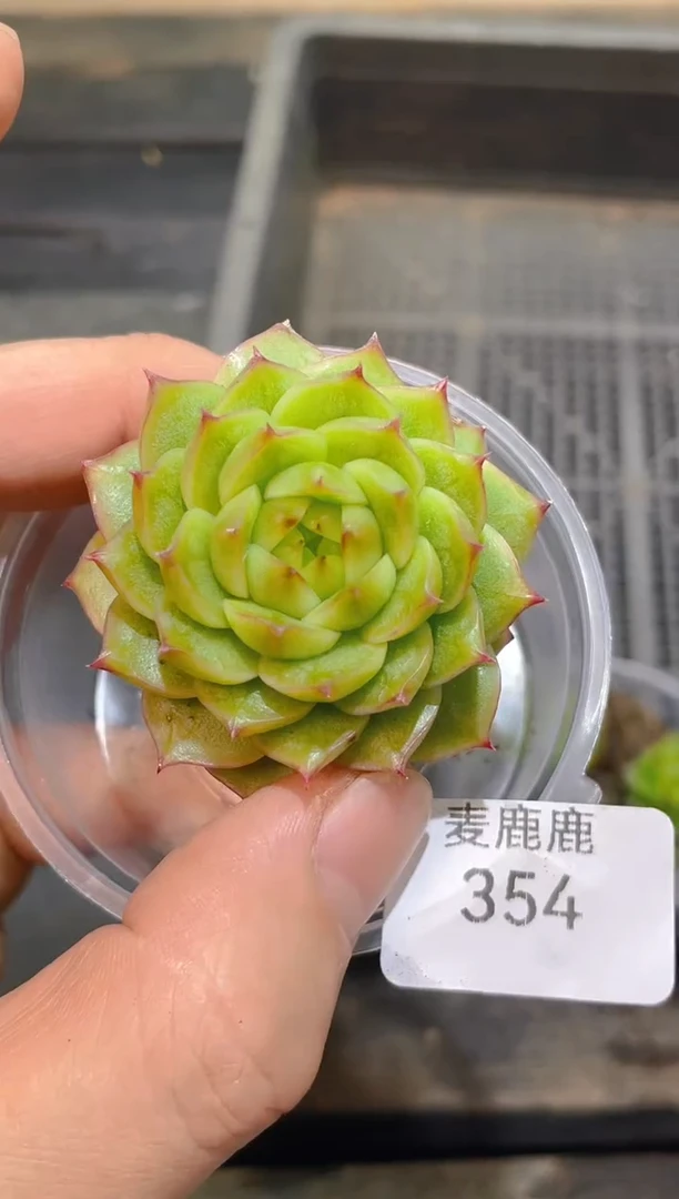 354翡冷翠