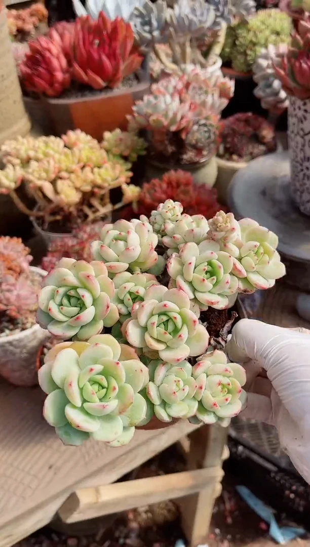 【闪购商品】23394