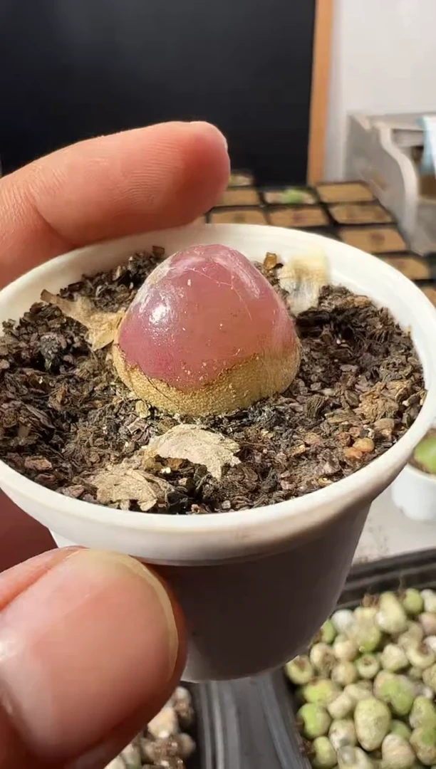 一物一拍            702