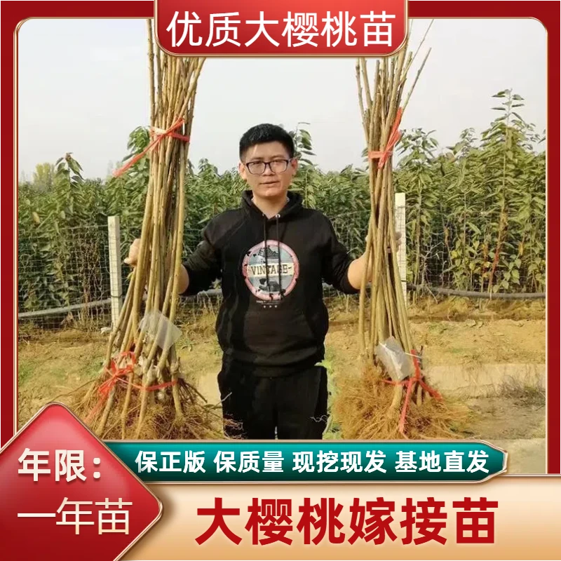 【优质对版】大樱桃苗嫁接苗车厘子树苗一年苗现挖现发基地直发包邮