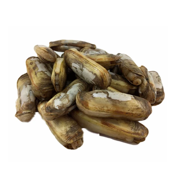 浙江鲜活蛏子海鲜蛏子500g贝壳